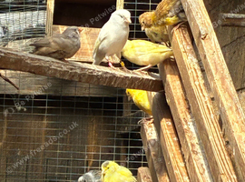 Cute Mix of Canaries
