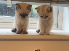 6 Beautiful British Shorthair Kittens &ndash;
