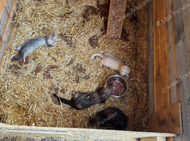 Ferrets