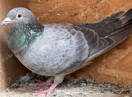 Qualmond 2026 racer racing pigeon RPRA ring