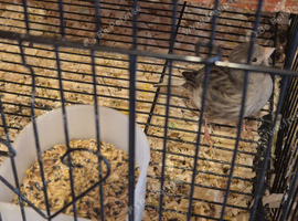 Canary