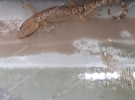 Baby Mourning geckos