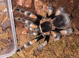 Adult Female B Hamorii