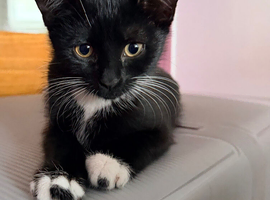 12 weeks old black and white boy