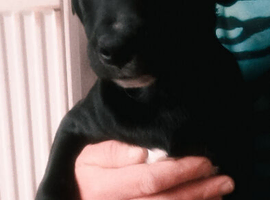 Puppy for sale/BOY