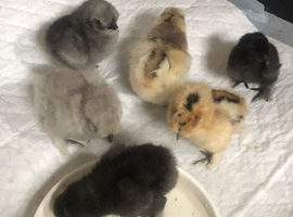 Bargain Silkie  chicks
