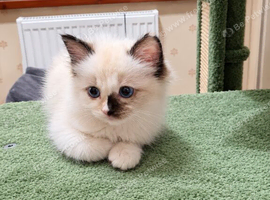 READY NOW GCCF registered Ragdoll kittens