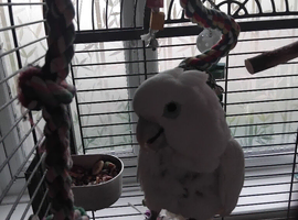 Male cockatoo