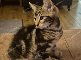 2 kittens ready for there forever homes