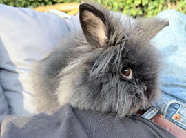 Lion head rabbit