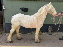 Rising 6 year old mini cob