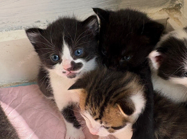 Kittens for sell