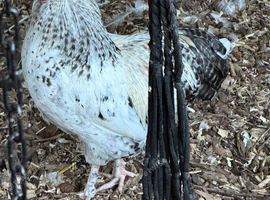 Bantam cockerels foc different breeds