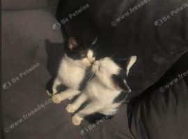 3 kittens 2 females 1 male