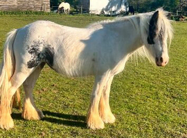 Cob