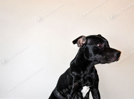 Beautiful staffy pups