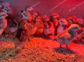 FREE CHICKS ! Hatched 20th July