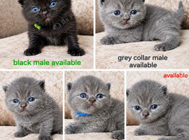 British shorthair kittens