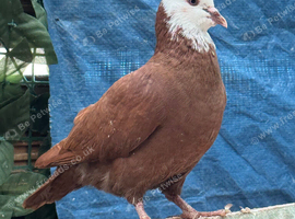 afghan pigeons
