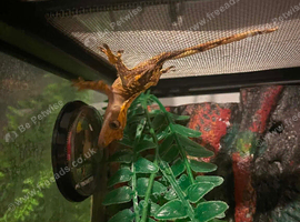 Juvenile crested gecko