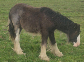 Yearling
