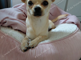 stunning male chihuahua,