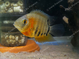 Tropical fish / cichlids / angel / geophagus