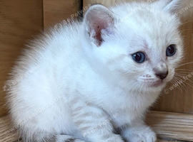 Stunning Bengal &times; British Shorthair Kittens