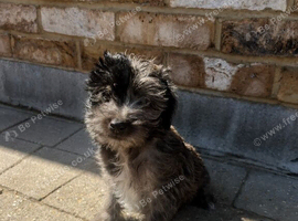 Beautiful Toy Jackapoo