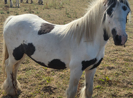 4 year old filly