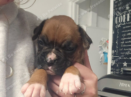 Boxer pups last 2 female left