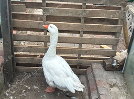 2 3 years old male emblem on geese