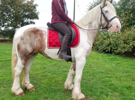 15.1/2hh 5 year old mare