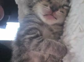 Female Kitten ready 18th march