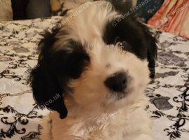 Cockerpoo boy ready now