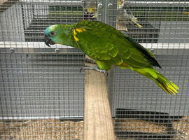 Hand Reared Baby Blue Fronted Amazons