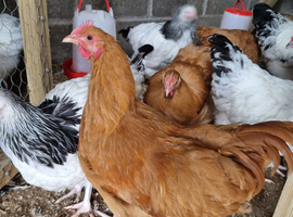 Free buff Orpington young Cockerells