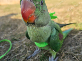 Alexandrine