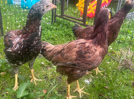 Asil pullets 5 month old.