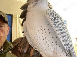 High white gyr saker female