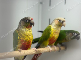 Green cheek conures