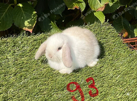 Pure bred mini lops .5 girls 3 boys .