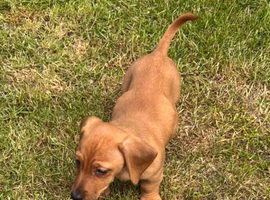 Dachshund X Jack Russell puppies