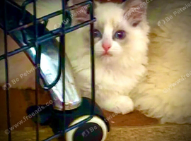 Ragdoll registered kittens ready NOW