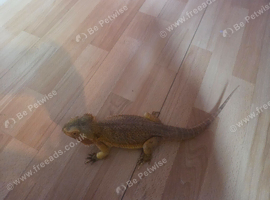Red bearded dragon and viv