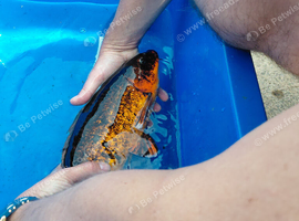 2 large carp for sale