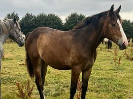 ""Registered Irish Draught Exceptionally Well Bred " Bay Filly Young Sport Horse