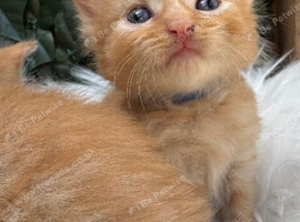 BEAUTIFUL GINGER AND GREY TABBY KITTENS TO RESERVE