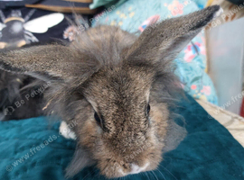 Male lionhead mix breed rabbits