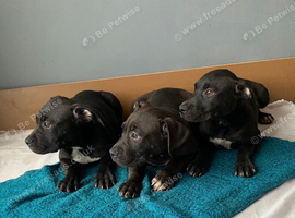 Pocket bulls reduced!